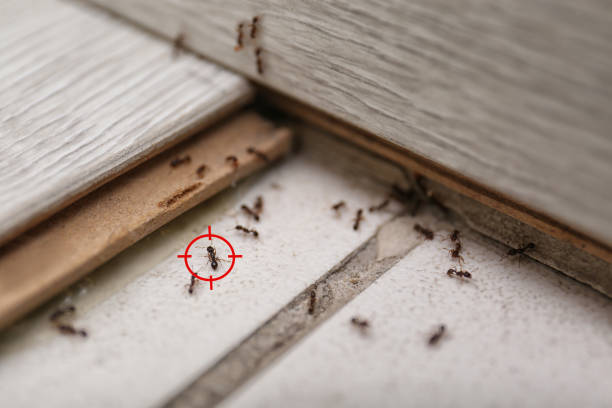 Best Bed Bug Extermination  in Athens, AL